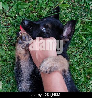 Schäferhund auf grünem Gras liegend und spielerisch in die Hand beißt. Niedliches Porträt junger Hunde in einer natürlichen Umgebung im Freien, verspielt Stockfoto