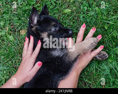 Schäferhund im grünen Gras liegend und spielerisch in die Hand beißt während der Interaktion im Freien. Süßer junger Hund mit offenem Mund, hellem Auge Stockfoto