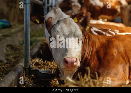 Holstein-Friesische Rinder auf Milchviehbetrieb bekannt für hohe Milchproduktion, selektiver Fokus Stockfoto