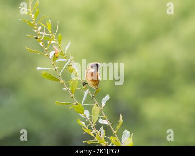 Männlicher europäischer Stonechat (Saxicola rubicola) auf dem Weidenstrauch im lokalen Naturschutzgebiet Smestow Valley, Wolverhampton, Großbritannien Stockfoto