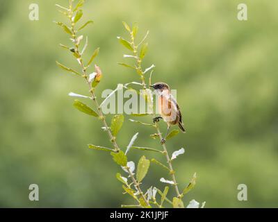 Männlicher europäischer Stonechat (Saxicola rubicola) auf dem Weidenstrauch im lokalen Naturschutzgebiet Smestow Valley, Wolverhampton, Großbritannien Stockfoto