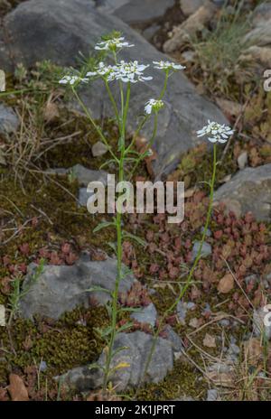 Wilder Kandytuft, Iberis amara, blühend in trockenem Kalksteinboden. Stockfoto