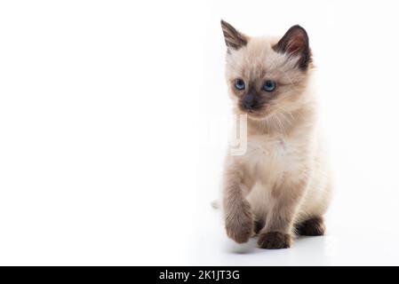 Ein kleines Kätzchen sitzt und schaut nachdenklich. Isoliert auf weißem Hintergrund. Warenkonzept für Katzen, Tierklinik und Tierhandlung. Qualitativ hochwertige Phot Stockfoto