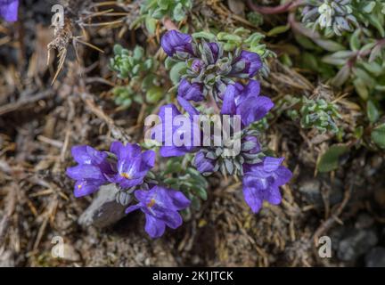 Alpine Toadflax, Linaria alpina in Blüte in den hohen Pyrenäen. Ungewöhnlich blaue Form. Stockfoto