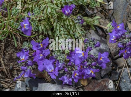 Alpine Toadflax, Linaria alpina in Blüte in den hohen Pyrenäen. Ungewöhnlich blaue Form. Stockfoto