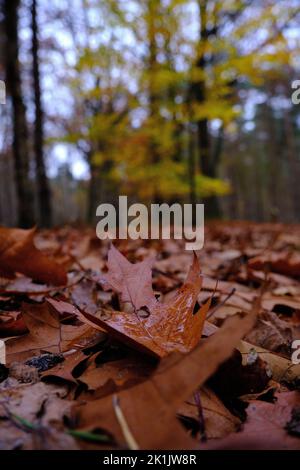 Kalter, nasser Herbst. Wald mit Nahaufnahme von nassen Eichenblättern auf dem Boden, im Hintergrund Bäume mit verschwommenen gelben Blättern. Traurige melantmütige dunkle Szene Stockfoto
