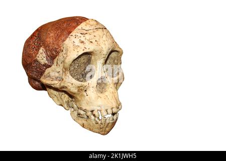 Taung Kind Schädel - Australopithecus africanus Stockfoto