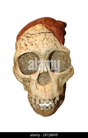 Taung Kind Schädel - Australopithecus africanus Stockfoto