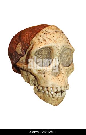 Taung Kind Schädel - Australopithecus africanus Stockfoto