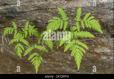 Eichenfarn, Gymnocarpium dryopteris, Wedel auf säurehaltigen, schattigen Bergfelsen. Stockfoto