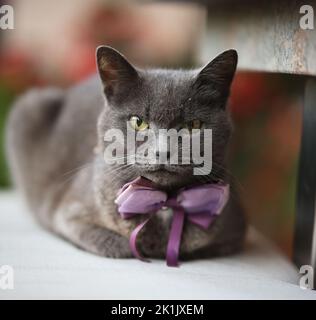 Porträt eines schönen reinrassigen Hausrat. Stockfoto