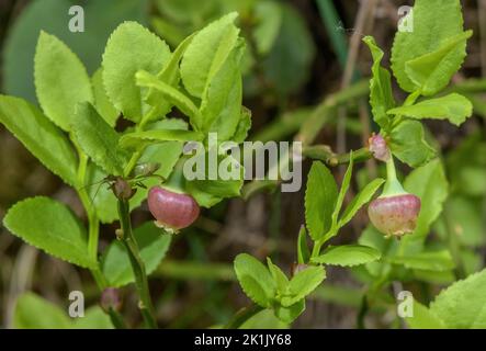 Heidelbeeren, Vaccinium myrtillus, in Blüte im Frühjahr. Stockfoto