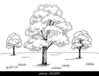 Maple Baum Hain Grafik schwarz weiß Landschaft Skizze Illustration Vektor Stock Vektor