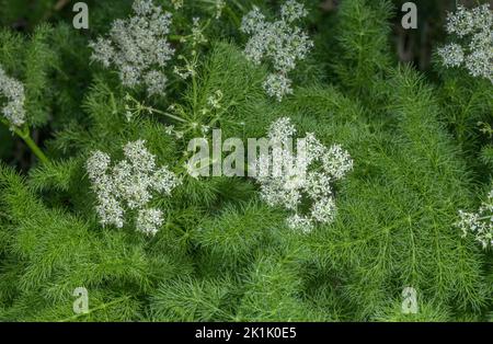 Spignel oder Baldmoney, Meum athamanticum in Blüte auf der Bergwiese. Stockfoto