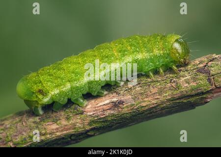 Angle Shades Motte Raupe (Phlogophora meticulosa) kriechen auf Zweig. Tipperary, Irland Stockfoto