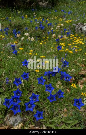 Schmalblättrige Trompete Gentian, Gentiana angustifolia in spektakulärer Darstellung, mit anderen Blüten wie Hufeisenvetch, Hippocrepis comosa, auf Limette Stockfoto