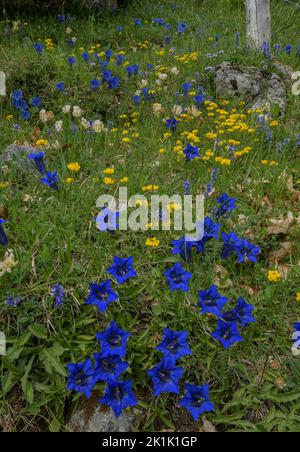 Schmalblättrige Trompete Gentian, Gentiana angustifolia in spektakulärer Darstellung, mit anderen Blüten wie Hufeisenvetch, Hippocrepis comosa, auf Limette Stockfoto