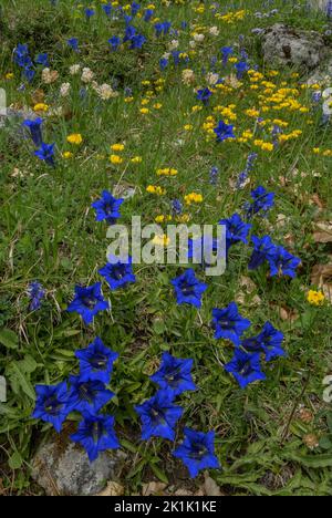 Schmalblättrige Trompete Gentian, Gentiana angustifolia in spektakulärer Darstellung, mit anderen Blüten wie Hufeisenvetch, Hippocrepis comosa, auf Limette Stockfoto