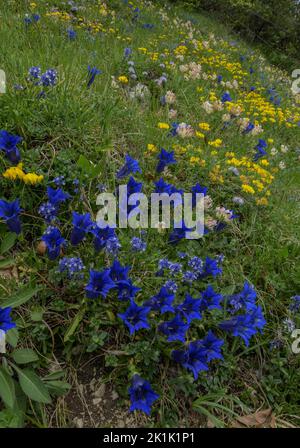 Schmalblättrige Trompete Gentian, Gentiana angustifolia in spektakulärer Darstellung, mit anderen Blüten wie Hufeisenvetch, Hippocrepis comosa, auf Limette Stockfoto