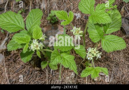 Steinbramble, Rubus saxatilis, blüht im Frühling. Stockfoto