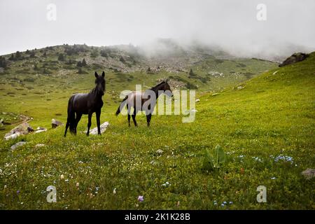 Zwei schwarze Pferde auf grünen Hügeln in Tian Shan Bergen von Kasachstan, Zentralasien. Wilde Tiere im Freien bei Regen und Nebel Stockfoto