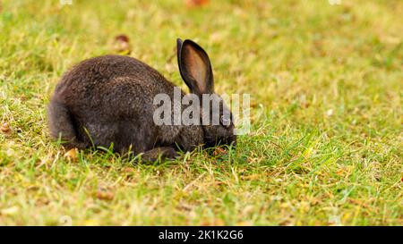 Schönes niedliches Kaninchen frisst Gras auf einer Wiese mit sommerlichem grünem Gras aus der Nähe. Speicherplatz kopieren Stockfoto