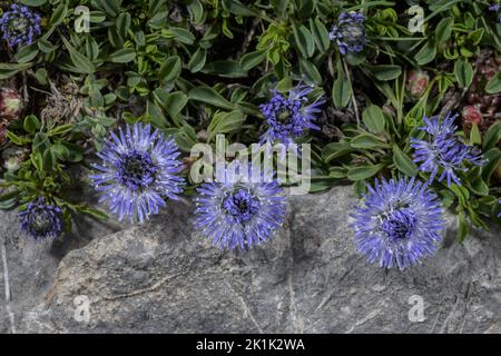 Verfilzte Globularia, Globularia cordifolia, blühend auf Kalkstein, Seealpen. Stockfoto