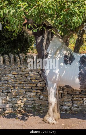 In der kleinen Marktstadt Minchinhampton in Cotswold, in der Nähe von Stroud, streunen die Pferde, die frei auf dem nahe gelegenen Common grasen, oft in das Stadtzentrum Stockfoto