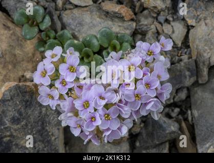 Rundblättrige Penny-Kresse, Noccaea rotundifolia, blüht in großer Höhe in den Seealpen. Stockfoto