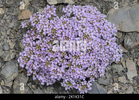 Rundblättrige Penny-Kresse, Noccaea rotundifolia, blüht in großer Höhe in den Seealpen. Stockfoto