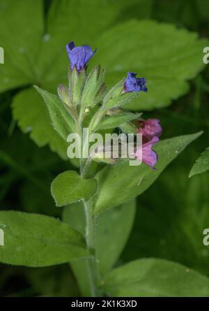 Schmalblättrige Lungenkraut, blühende Pulmonaria longifolia, Seealpen. Stockfoto