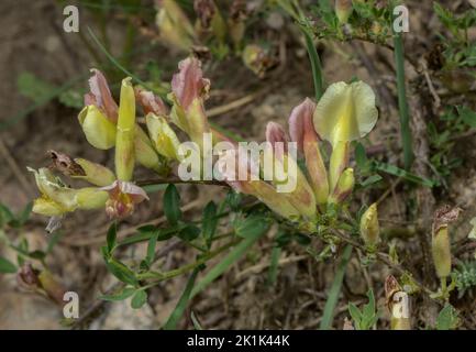 Behaarte Besen, Chamaecytisus hirsutus subsp. Polytrichus, blühenklar. Seealpen. Stockfoto