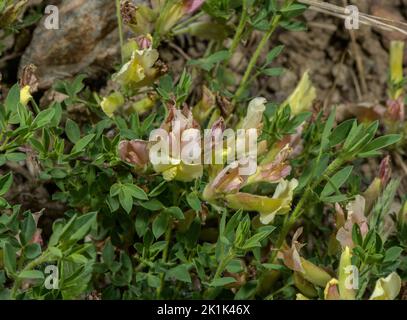 Behaarte Besen, Chamaecytisus hirsutus subsp. Polytrichus, blühenklar. Seealpen. Stockfoto