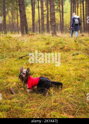 Das kleine Hundetier yorkshire Terrier trägt einen roten Kapuzenpullover in einem tiefen Kiefernwald und den Tierbesitzer auf einem Hintergrund Stockfoto