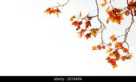 Herbstlicher und belaubter Hintergrund. Hintergrundbeleuchtete Platanenblätter in Braun, Orange, Gelb und Rot auf weißem Hintergrund mit Kopierfläche Stockfoto