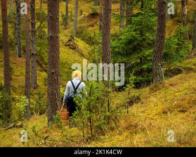 Eine Person, die im herbstlichen tiefen Wald nach den Pilzen sucht. pilz im Wald Stockfoto