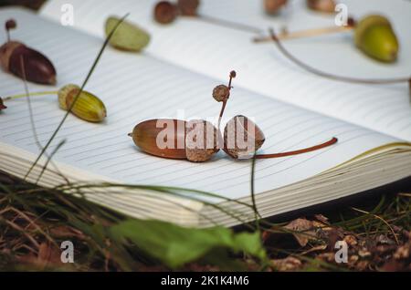 Acorn auf Notebook auf Waldboden Nahaufnahme Stockfoto