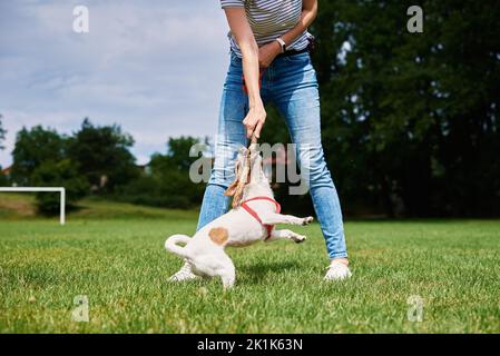 Besitzer spielt mit Hund auf dem grünen Feld, Frau trainiert ihren Hund, Pet Bisse bleiben beim Gehen im Freien stecken Stockfoto