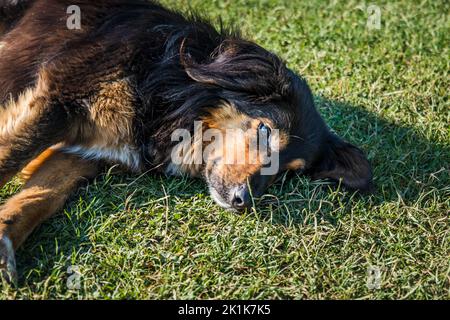 Der Hund schläft im Sommer in der Sonne. Niedliches Haustier Hund Porträt liegend und entspannend Stockfoto