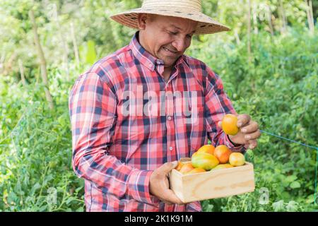 Ein lateinischer Bauer trägt einen Korb mit frisch geernteten Bio-Tomaten vom Feld Stockfoto