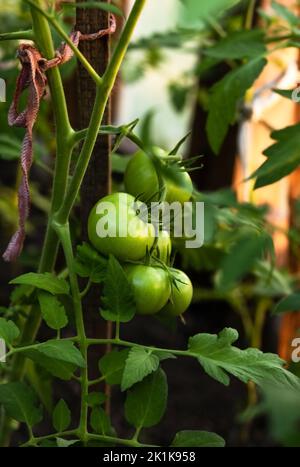 Grüne Tomatenfrüchte wachsen an einem Zweig in einem Gewächshaus, der zukünftigen Ernte von reifen Tomaten Stockfoto