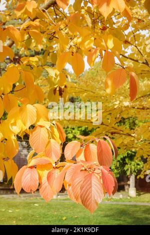 Herbst prunus sargentii oder nordjapanischen Hügel Kirschblätter auf Baum im Park. Gelbe, rote und orangefarbene Farben. Herbst in der Natur und Wetter Konzept. Nahaufnahme, selektiver Fokus Stockfoto