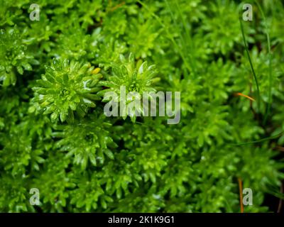 stonecrop-Pflanze. sedum-Pflanze ist das nadelartige Laub, das dem von einigen immergrünen Sträuchern in einem Steingarten ähnelt, Nahaufnahme, natürlicher Hintergrund Stockfoto