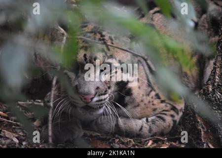 Nebelparder Stockfoto