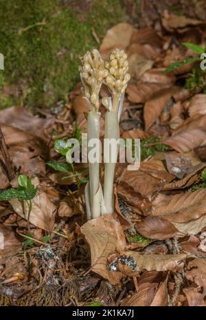 Auftauchende Spitzen der Vogelnest-Orchidee, Neottia nidus-avis, in Buchenholz. Stockfoto