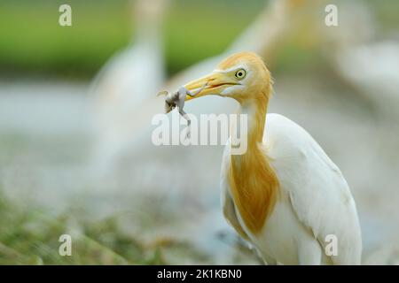 Großer weißer Reiher, der auf einem Reisfeld steht und einen toten Frosch in seinem Mund trägt, Indonesien Stockfoto