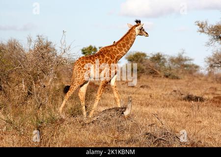 Giraffe beim Buschwandern, Krüger National Park, Südafrika Stockfoto