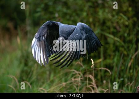 Nahaufnahme eines Schwarzgeiers im Flug, British Columbia, Kanada Stockfoto
