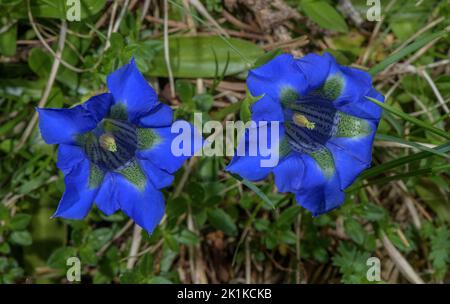 Schmalblättrige Trompete Gentian, Gentiana angustifolia, blühend auf Kalkstein, Vercors Mountains, Frankreich. Stockfoto