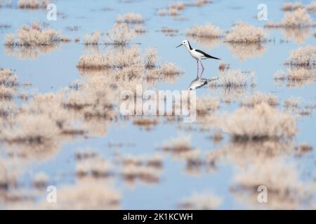 Pied-stilt (Himantopus leucocephalus) beim Wandern zwischen untergetauchten Sträuchern, South Australia, Australien Stockfoto